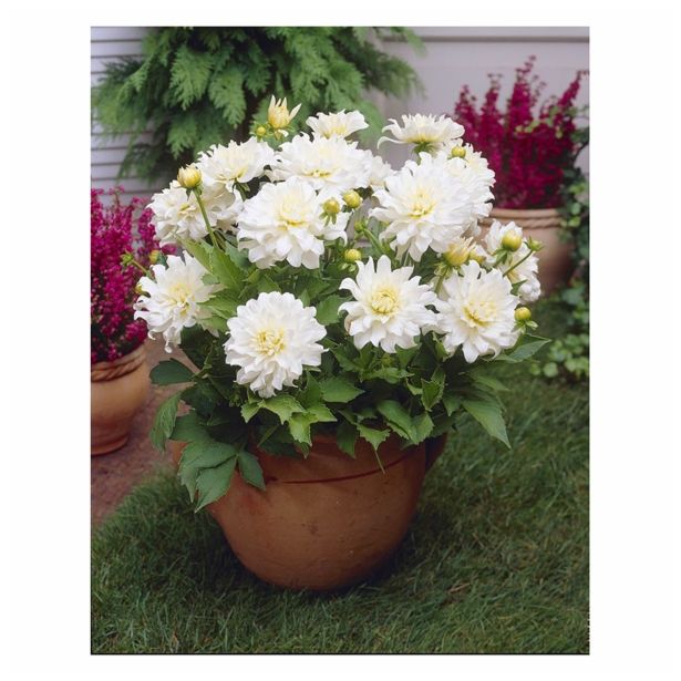 POLETI CVETOČA ČEBULICA HOLLAND BULB MARKET DALIJA POT ASPEN