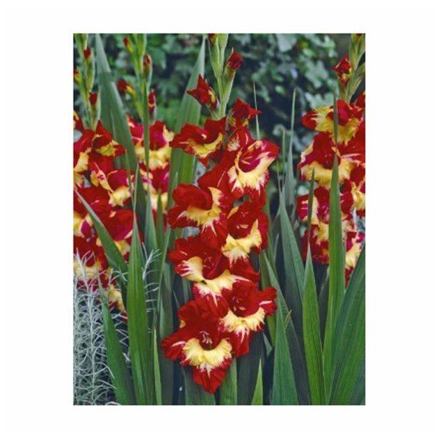 POLETI CVETOČA ČEBULICA HOLLAND BULB MARKET GLADIOLA STEREO