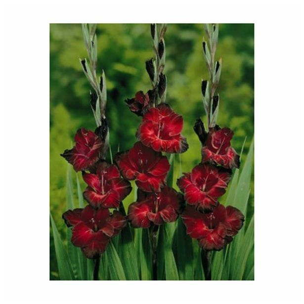 POLETI CVETOČA ČEBULICA HOLLAND BULB MARKET GLADIOLUS BLACK JACK '