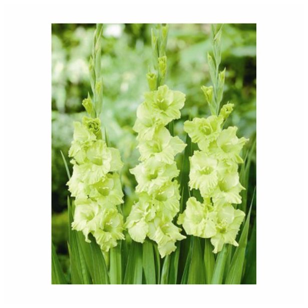 POLETI CVETOČA ČEBULICA HOLLAND BULB MARKET GLADIOLUS GREEN STAR