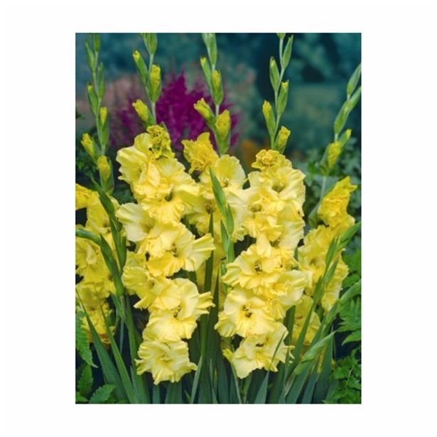 POLETI CVETOČA ČEBULICA HOLLAND BULB MARKET GLADIOLUS LEMON DROP