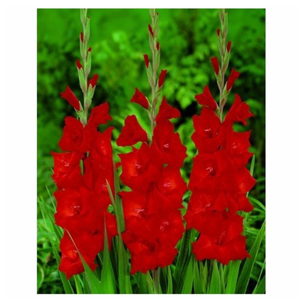 POLETI CVETOČA ČEBULICA HOLLAND BULB MARKET GLADIOLUS RED BEAUTY