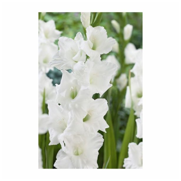 POLETI CVETOČA ČEBULICA HOLLAND BULB MARKET GLADIOLUS SANCERRE '