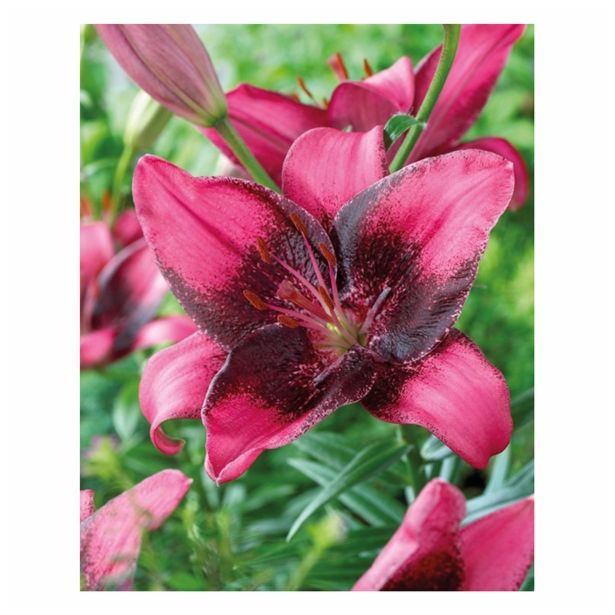 POLETI CVETOČA ČEBULICA HOLLAND BULB MARKET LILIJA AZIJSKA PURPLE EYE
