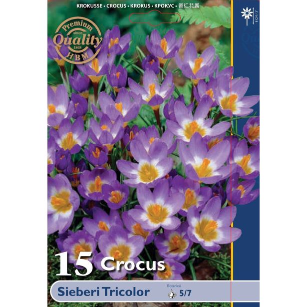 POMLADI CVETOČA ČEBULICA CROCUS SIEBERI TRICOL 5/7 15KOS