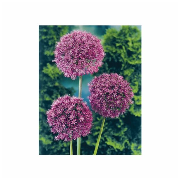 POMLADI CVETOČA ČEBULICA HOLLAND BULB MARKET ALLIUM PURPLE SENS. 12/14 5KOS