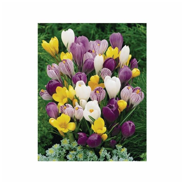 POMLADI CVETOČA ČEBULICA HOLLAND BULB MARKET CROCUS LARGE FLOW. MIX 7/8 10KOS
