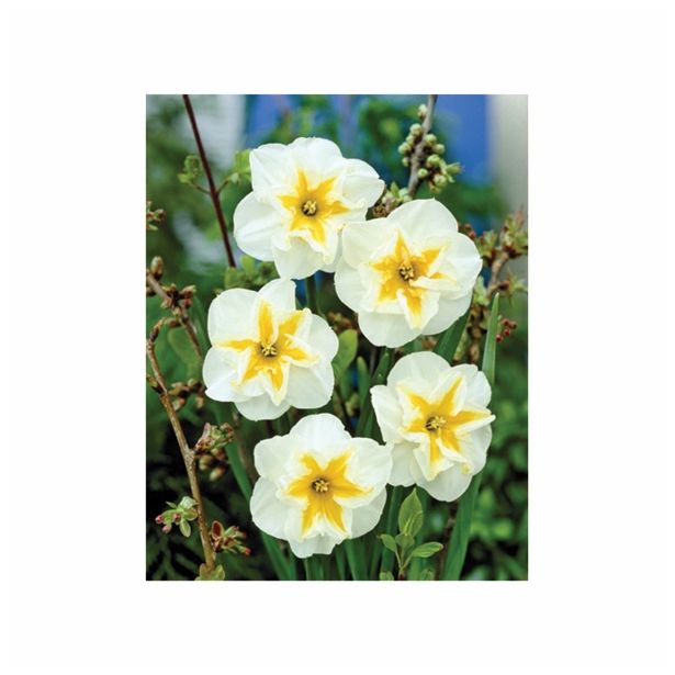 POMLADI CVETOČA ČEBULICA HOLLAND BULB MARKET NARCISA DELTA 12/14 5KOS