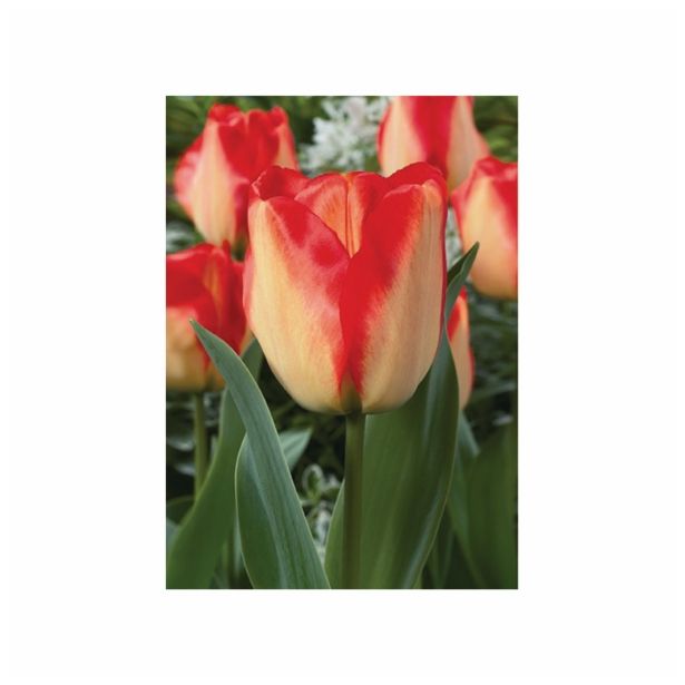 POMLADI CVETOČA ČEBULICA HOLLAND BULB MARKET TULIPAN DARWIN AMER. DREAM 11/12 10KOS