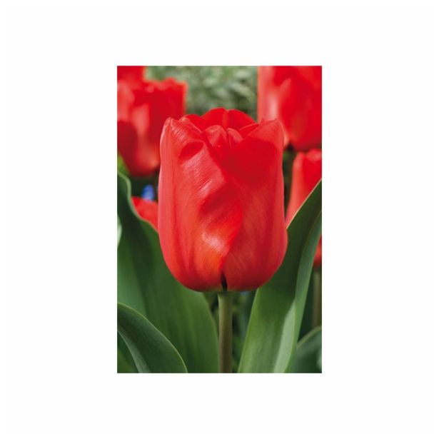 POMLADI CVETOČA ČEBULICA HOLLAND BULB MARKET TULIPAN DARWIN DARWIORANGE 11/12 10KOS