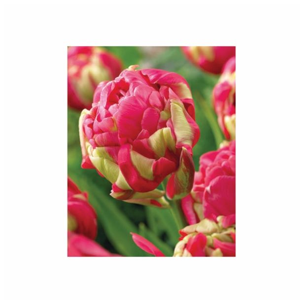 POMLADI CVETOČA ČEBULICA HOLLAND BULB MARKET TULIPAN DVOJNI RENOWN UNIQUE 11/12 8KOS
