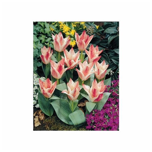 POMLADI CVETOČA ČEBULICA HOLLAND BULB MARKET TULIPAN GREIGII CZAAR PETER 11/12 10KOS
