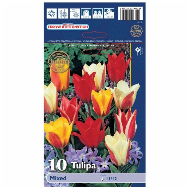 POMLADI CVETOČA ČEBULICA HOLLAND BULB MARKET TULIPAN GREIGII GREIGII MIXED 11/12 10KOS