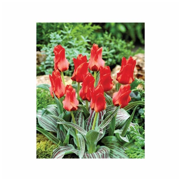 POMLADI CVETOČA ČEBULICA HOLLAND BULB MARKET TULIPAN GREIGII RED TORCH 11/12 10KOS
