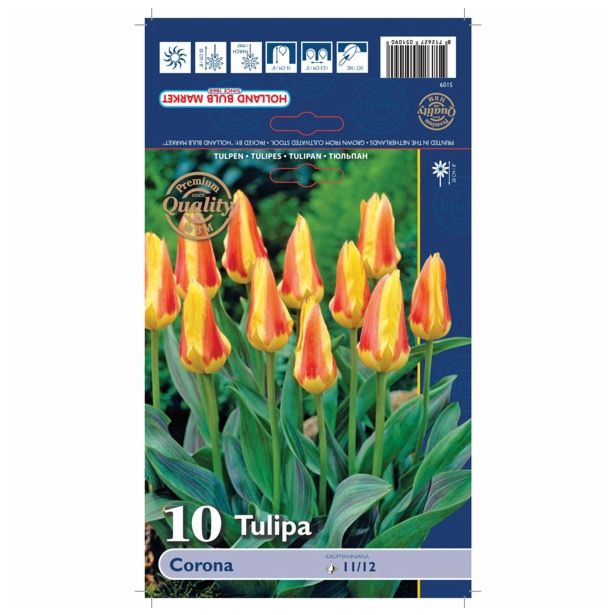 POMLADI CVETOČA ČEBULICA HOLLAND BULB MARKET TULIPAN KAUFMANIA CORONA 11/12 10KOS