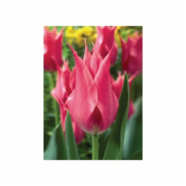 POMLADI CVETOČA ČEBULICA HOLLAND BULB MARKET TULIPAN LILIJSKI LILYLADY 11/12 10KOS