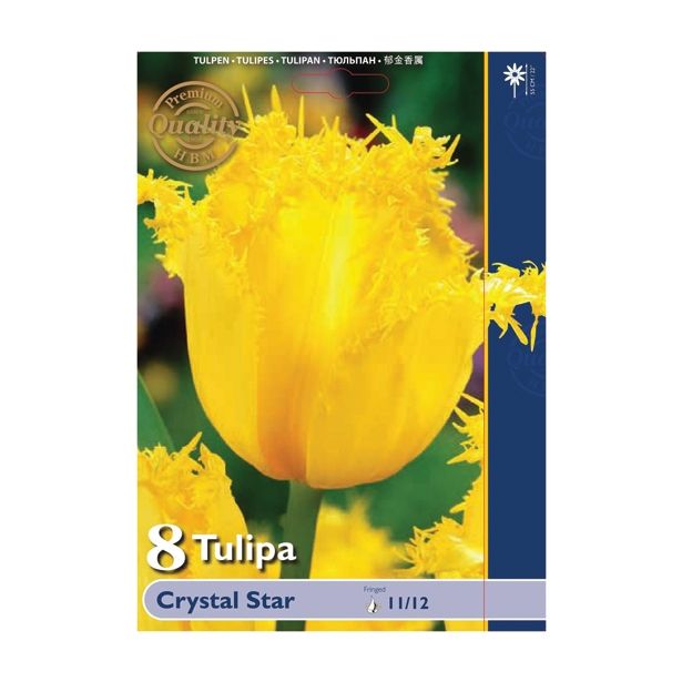 POMLADI CVETOČA ČEBULICA HOLLAND BULB MARKET TULIPAN NAZOBČAN CRYSTAL STAR 11/12 8 KOS