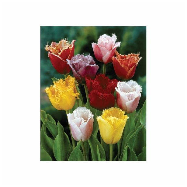 POMLADI CVETOČA ČEBULICA HOLLAND BULB MARKET TULIPAN NAZOBČAN FRINGED MIXED 11/12 8KOS