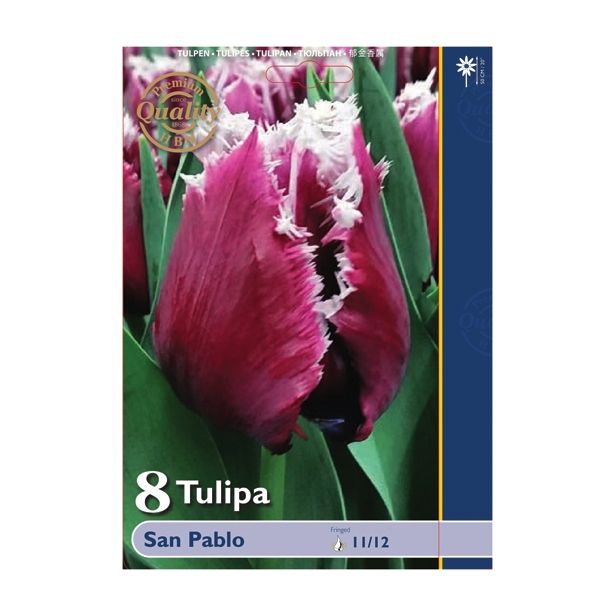 POMLADI CVETOČA ČEBULICA HOLLAND BULB MARKET TULIPAN NAZOBČAN SAN PABLO 11/12 8 KOS