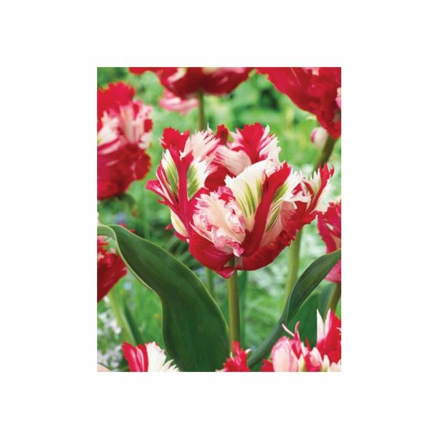 POMLADI CVETOČA ČEBULICA HOLLAND BULB MARKET TULIPAN PARROT ESTELLA RIJN. 11/12 8KOS