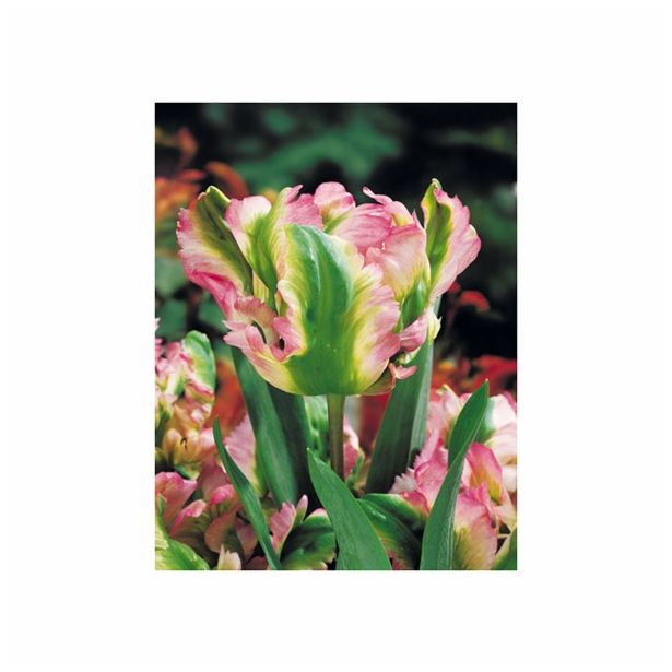 POMLADI CVETOČA ČEBULICA HOLLAND BULB MARKET TULIPAN PARROT GREEN WAVE 11/12 8KOS