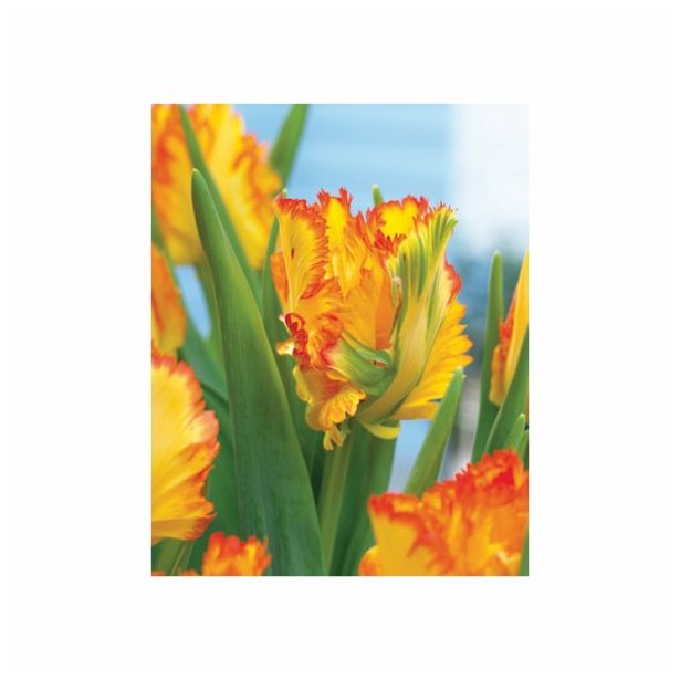 POMLADI CVETOČA ČEBULICA HOLLAND BULB MARKET TULIPAN PARROT LA COURTIN E PARROT