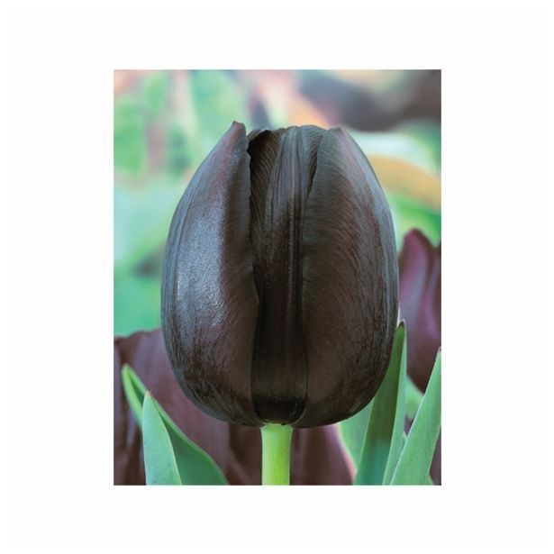 POMLADI CVETOČA ČEBULICA HOLLAND BULB MARKET TULIPAN POZEN CAFE NOIR 11/12 10KOS