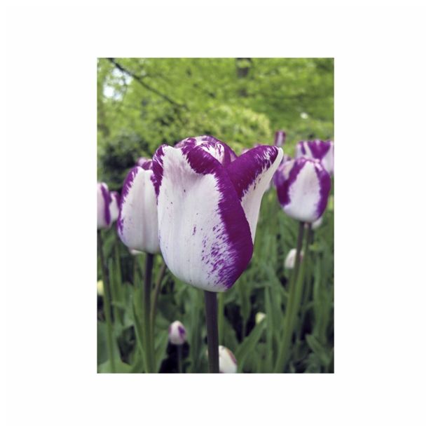 POMLADI CVETOČA ČEBULICA HOLLAND BULB MARKET TULIPAN THRIUMPH HOTPANTS 11/12 10KOS