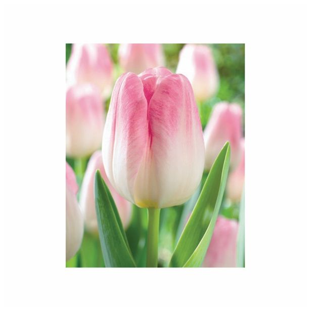 POMLADI CVETOČA ČEBULICA HOLLAND BULB MARKET TULIPAN THRIUMPH SHOWBIZZ 11/12 10KOS