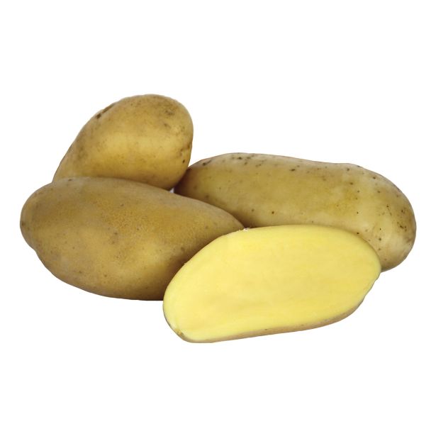 SEME KROMPIRJA SEMENARNA KROMPIR CELTIANE 3 KG ZGODEN KIFELJČAR