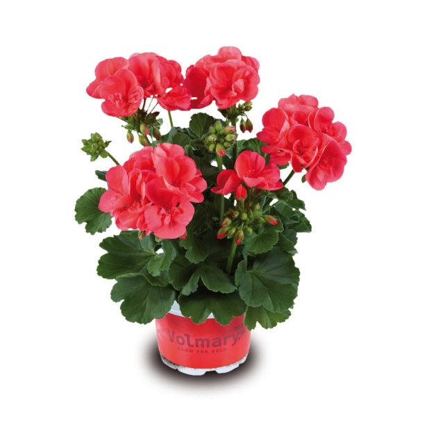 SEZONSKA RASTLINA VOLMARY PELARGONIUM POWER