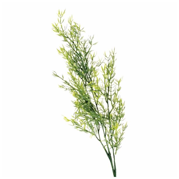 SVILENO CVETJE DAR ASPARAGUS VEJICA X 3