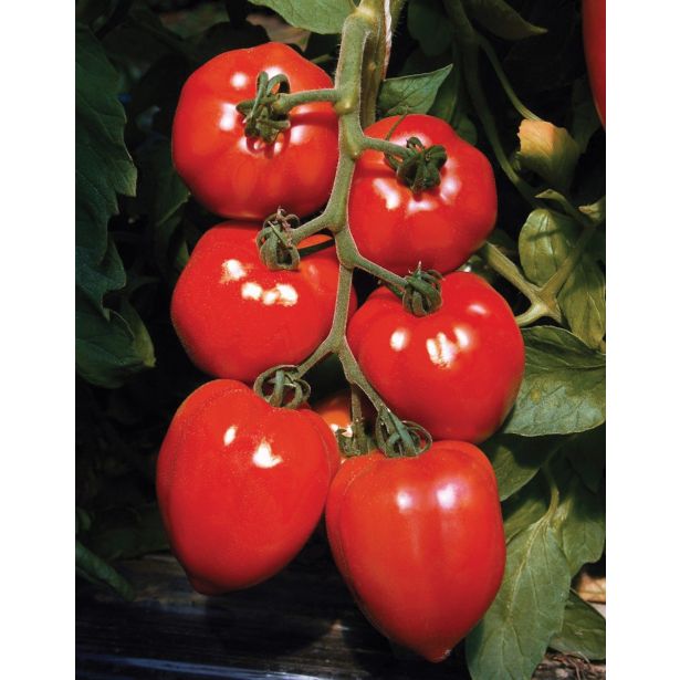 VRTNINA DOBRO & ZDRAVO CEPLJENI PARADIŽNIK FLEURETTE