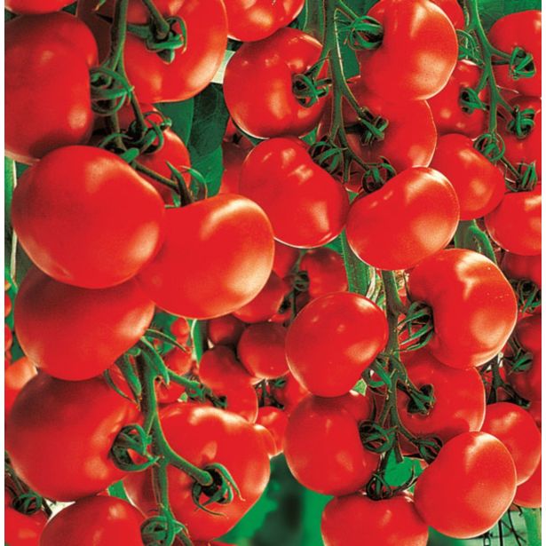 VRTNINA VOLMARY CEPLJENI PARADIŽNIK RED F1