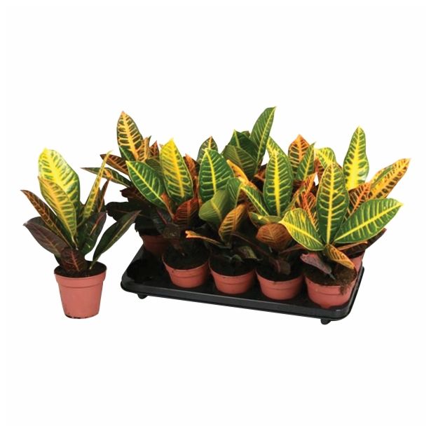ZELENA RASTLINA CODIAEUM PETRA