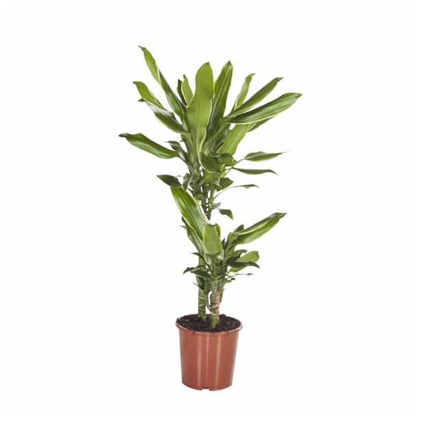 ZELENA RASTLINA DRACAENA FRAGRANS GOLD DREAM