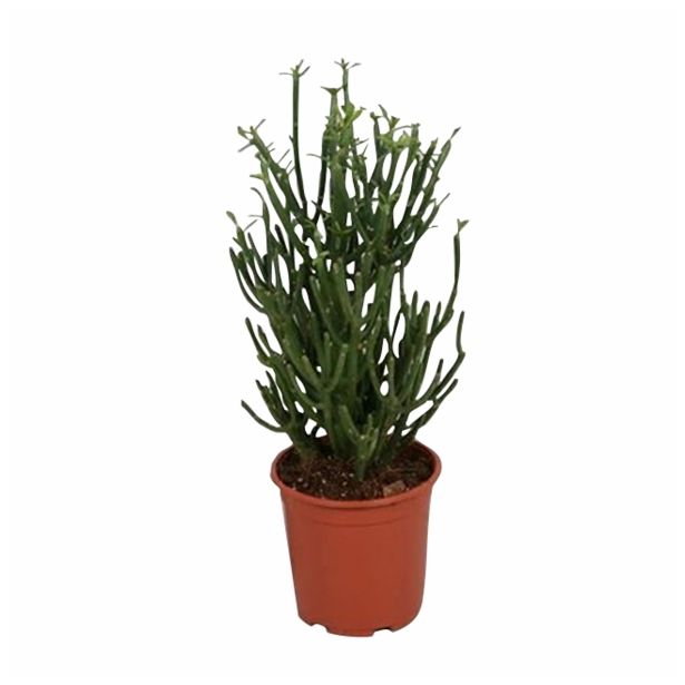 ZELENA RASTLINA EUPHORBIA TIRUCALLI