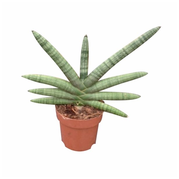 ZELENA RASTLINA SANSEVERIA BONCEL