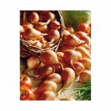 ČEBULČEK HOLLAND BULB MARKET ŠALOTKA GOLDEN GOURMET 500G