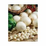 ČEBULČEK HOLLAND BULB MARKET SNOWBALL 500G