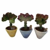 KAKTUS EUPHORBIA LACTEA V OKRASNEM LONCU
