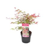 LISTAVEC ACER PALMATUM BENI-MAIKO