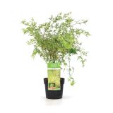 LISTAVEC ACER PALMATUM BUTTERFLY