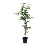 LISTAVEC BELI GABER