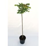 LISTAVEC OSTROLISTNI JAVOR 'GLOBOSUM' L24