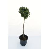 LISTAVEC ZELKOVA 'GOBLIN' L22