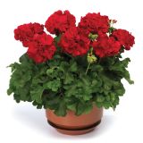 PELARGONIJA VOLMARY CALLIOPE DARK RED SUMMER LOVERS