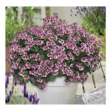 PELARGONIJA VOLMARY PELARGONIJA ANGELEYES MIX