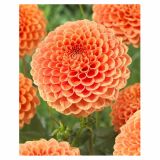POLETI CVETOČA ČEBULICA HOLLAND BULB MARKET DALIJA BALL JOWEY NICKY
