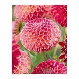 POLETI CVETOČA ČEBULICA HOLLAND BULB MARKET DALIJA BALL KENORA FIREBALL